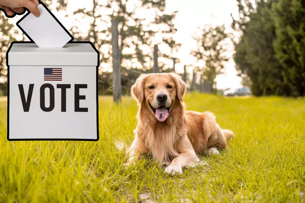 Step Aside Humans: Montana Needs a Dog Mayor