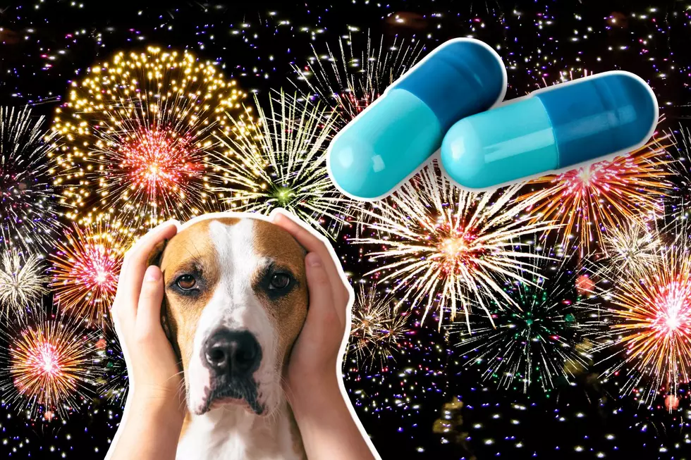 Hot Tips For Fearful MT Dogs