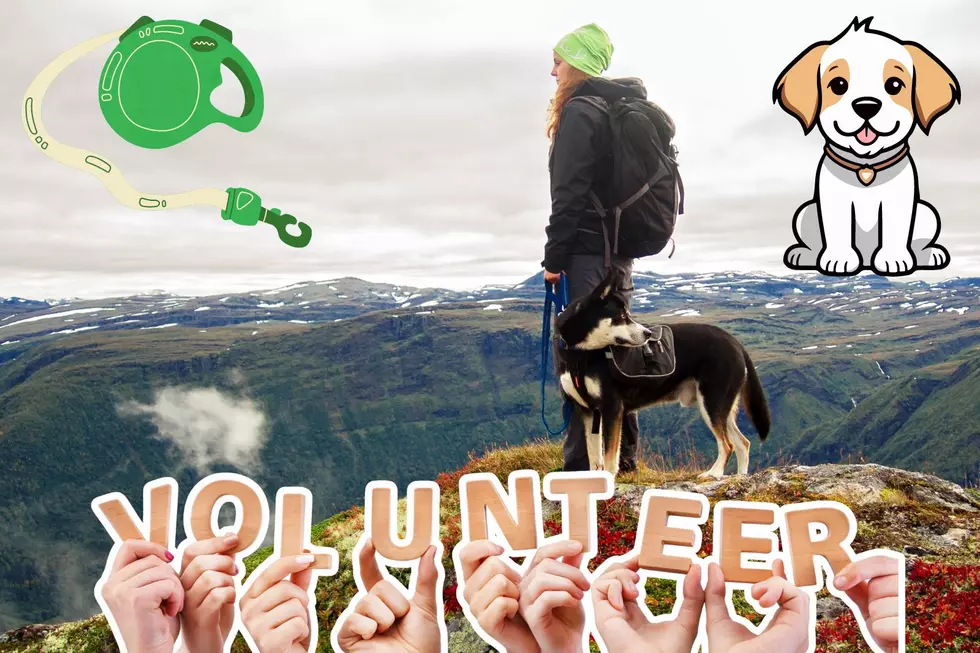 Explore Montana This Weekend With Shelter Dogs