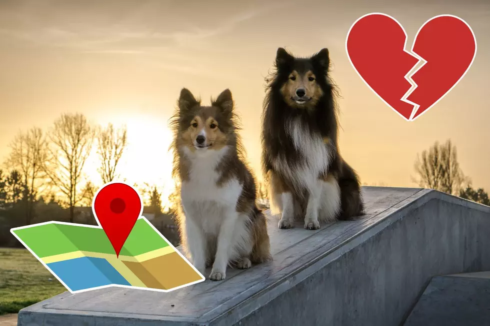 Stolen Or Lost Dogs: How To Protect Your Pets