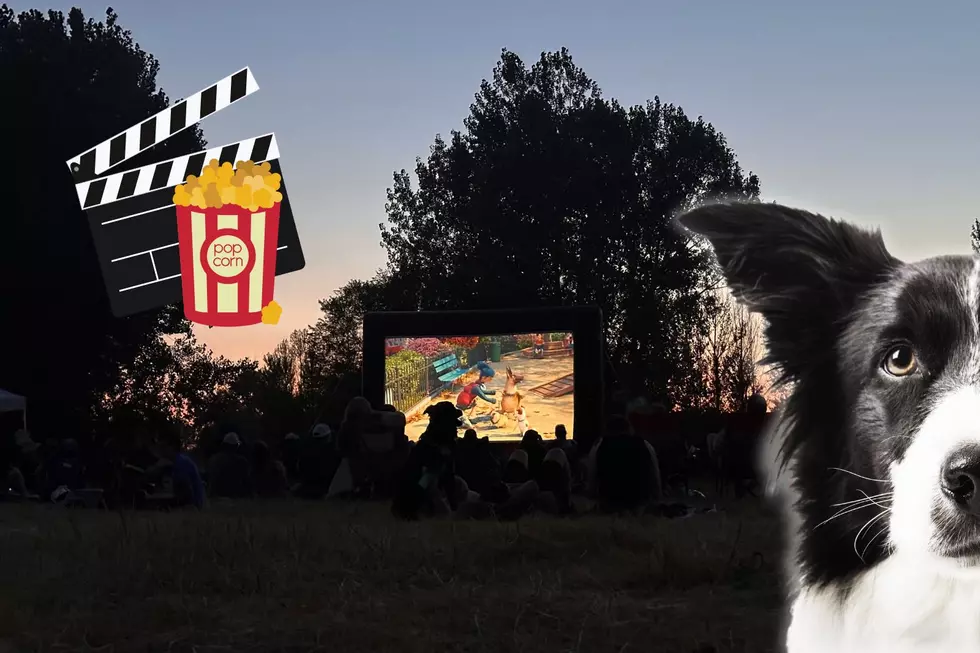 Dogs Under the Stars: YVAS Hosts Outdoor Movie Night