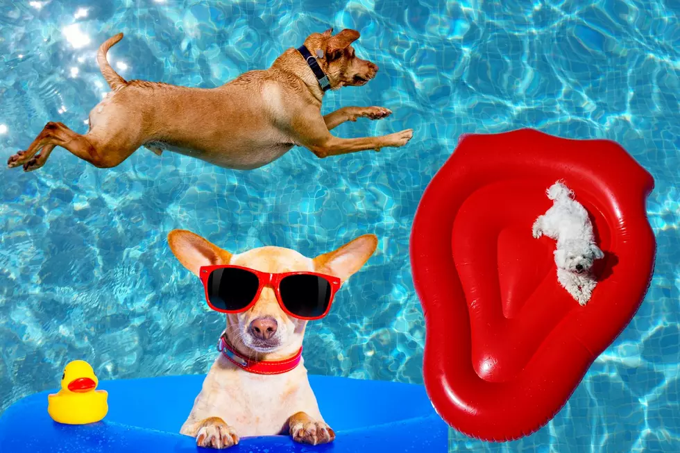 Dog Owners: An Event You Don’t Want To Miss!